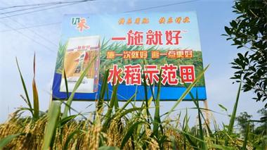 立博体育九禾公司“一施就好”专用复合肥水稻试验示范喜获丰收